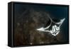 A Giant Oceanic Manta Ray with Distinct Markings, Topside View-null-Framed Stretched Canvas