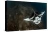 A Giant Oceanic Manta Ray with Distinct Markings, Topside View-null-Stretched Canvas