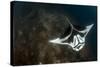 A Giant Oceanic Manta Ray with Distinct Markings, Topside View-null-Stretched Canvas