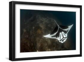 A Giant Oceanic Manta Ray with Distinct Markings, Topside View-null-Framed Photographic Print