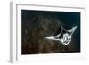 A Giant Oceanic Manta Ray with Distinct Markings, Topside View-null-Framed Photographic Print