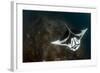 A Giant Oceanic Manta Ray with Distinct Markings, Topside View-null-Framed Photographic Print