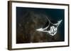 A Giant Oceanic Manta Ray with Distinct Markings, Topside View-null-Framed Photographic Print