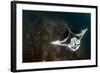 A Giant Oceanic Manta Ray with Distinct Markings, Topside View-null-Framed Photographic Print