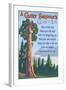 A Giant Sequoia's Guide to Life-Lantern Press-Framed Art Print