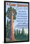 A Giant Sequoia's Guide to Life-Lantern Press-Framed Art Print