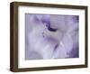 A Gift in Purple I-Gillian Hunt-Framed Photographic Print