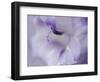 A Gift in Purple I-Gillian Hunt-Framed Photographic Print