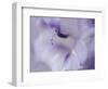 A Gift in Purple I-Gillian Hunt-Framed Photographic Print