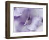 A Gift in Purple II-Gillian Hunt-Framed Photographic Print