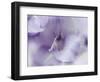 A Gift in Purple II-Gillian Hunt-Framed Photographic Print