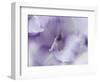 A Gift in Purple II-Gillian Hunt-Framed Photographic Print