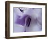 A Gift in Purple III-Gillian Hunt-Framed Photographic Print