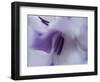 A Gift in Purple III-Gillian Hunt-Framed Photographic Print