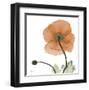 A Gift of Flowers in Orange-Albert Koetsier-Framed Art Print