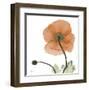 A Gift of Flowers in Orange-Albert Koetsier-Framed Art Print