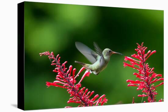 A Gilded Hummingbird Feeds from a Odontonema Tubaeforme Flower-Alex Saberi-Stretched Canvas