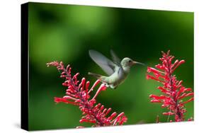 A Gilded Hummingbird Feeds from a Odontonema Tubaeforme Flower-Alex Saberi-Stretched Canvas