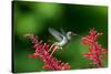 A Gilded Hummingbird Feeds from a Odontonema Tubaeforme Flower-Alex Saberi-Stretched Canvas