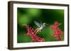 A Gilded Hummingbird Feeds from a Odontonema Tubaeforme Flower-Alex Saberi-Framed Premium Photographic Print