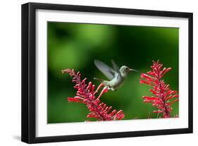 A Gilded Hummingbird Feeds from a Odontonema Tubaeforme Flower-Alex Saberi-Framed Premium Photographic Print