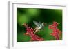 A Gilded Hummingbird Feeds from a Odontonema Tubaeforme Flower-Alex Saberi-Framed Premium Photographic Print