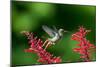 A Gilded Hummingbird Feeds from a Odontonema Tubaeforme Flower-Alex Saberi-Mounted Premium Photographic Print