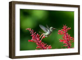 A Gilded Hummingbird Feeds from a Odontonema Tubaeforme Flower-Alex Saberi-Framed Photographic Print