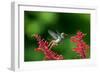 A Gilded Hummingbird Feeds from a Odontonema Tubaeforme Flower-Alex Saberi-Framed Photographic Print