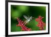 A Gilded Hummingbird Feeds from a Odontonema Tubaeforme Flower-Alex Saberi-Framed Photographic Print