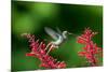 A Gilded Hummingbird Feeds from a Odontonema Tubaeforme Flower-Alex Saberi-Mounted Photographic Print