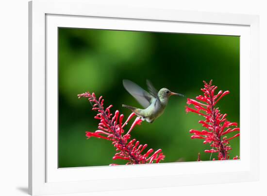 A Gilded Hummingbird Feeds from a Odontonema Tubaeforme Flower-Alex Saberi-Framed Photographic Print