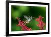 A Gilded Hummingbird Feeds from a Odontonema Tubaeforme Flower-Alex Saberi-Framed Photographic Print