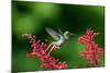 A Gilded Hummingbird Feeds from a Odontonema Tubaeforme Flower-Alex Saberi-Mounted Photographic Print