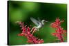 A Gilded Hummingbird Feeds from a Odontonema Tubaeforme Flower-Alex Saberi-Stretched Canvas