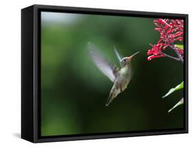 A Gilded Hummingbird Feeds from a Odontonema Tubaeforme Flower-Alex Saberi-Framed Stretched Canvas