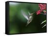 A Gilded Hummingbird Feeds from a Odontonema Tubaeforme Flower-Alex Saberi-Framed Stretched Canvas