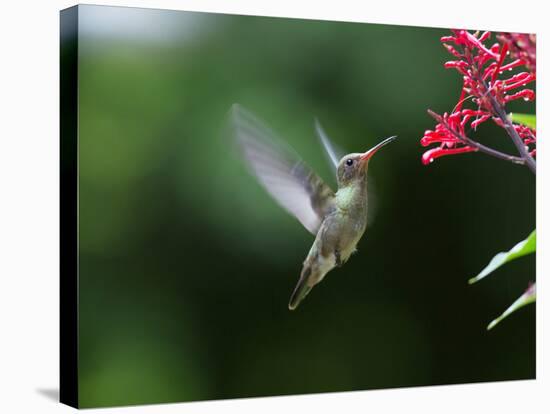 A Gilded Hummingbird Feeds from a Odontonema Tubaeforme Flower-Alex Saberi-Stretched Canvas