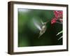 A Gilded Hummingbird Feeds from a Odontonema Tubaeforme Flower-Alex Saberi-Framed Premium Photographic Print