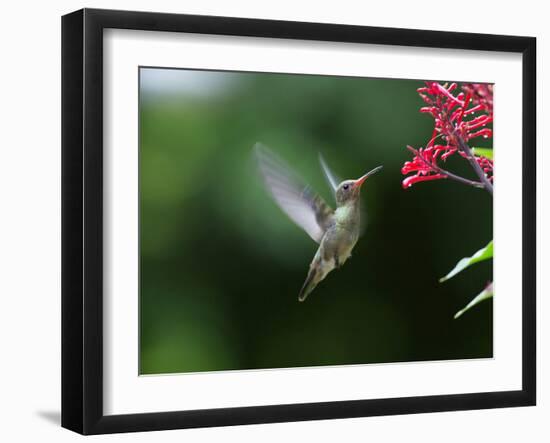 A Gilded Hummingbird Feeds from a Odontonema Tubaeforme Flower-Alex Saberi-Framed Premium Photographic Print