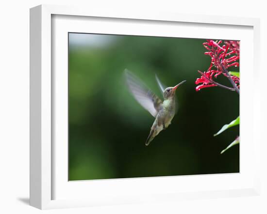 A Gilded Hummingbird Feeds from a Odontonema Tubaeforme Flower-Alex Saberi-Framed Photographic Print