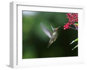 A Gilded Hummingbird Feeds from a Odontonema Tubaeforme Flower-Alex Saberi-Framed Photographic Print