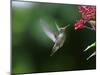 A Gilded Hummingbird Feeds from a Odontonema Tubaeforme Flower-Alex Saberi-Mounted Photographic Print