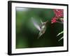 A Gilded Hummingbird Feeds from a Odontonema Tubaeforme Flower-Alex Saberi-Framed Photographic Print