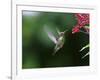 A Gilded Hummingbird Feeds from a Odontonema Tubaeforme Flower-Alex Saberi-Framed Photographic Print