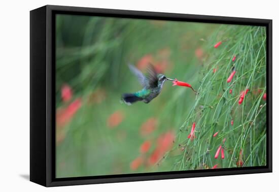 A Gilded Hummingbird, Hylocharis Chrysura, Feeds Mid Air on a Red Flower in Bonito, Brazil-Alex Saberi-Framed Stretched Canvas