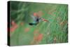 A Gilded Hummingbird, Hylocharis Chrysura, Feeds Mid Air on a Red Flower in Bonito, Brazil-Alex Saberi-Stretched Canvas