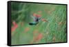 A Gilded Hummingbird, Hylocharis Chrysura, Feeds Mid Air on a Red Flower in Bonito, Brazil-Alex Saberi-Framed Stretched Canvas