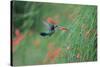 A Gilded Hummingbird, Hylocharis Chrysura, Feeds Mid Air on a Red Flower in Bonito, Brazil-Alex Saberi-Stretched Canvas