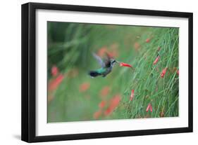 A Gilded Hummingbird, Hylocharis Chrysura, Feeds Mid Air on a Red Flower in Bonito, Brazil-Alex Saberi-Framed Premium Photographic Print